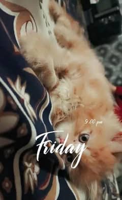 cat#kitten