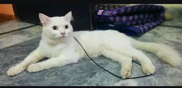 triple coat Persian cat