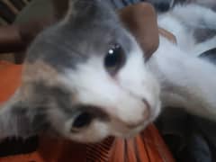 kitten age 4 monts