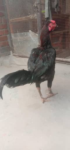 aseel thai murga