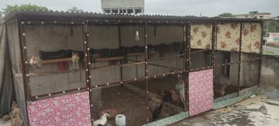 Hen