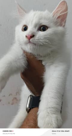 parsion male