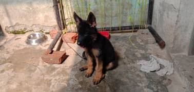 German