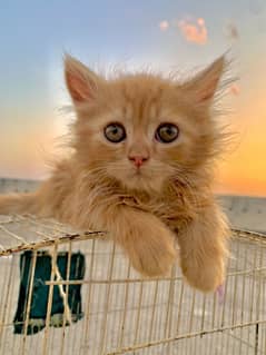 Persian