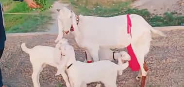 3 Bacchon Ka Sath Desi Bakri For Sale,+03704815729