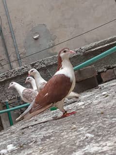 3paira's for sale