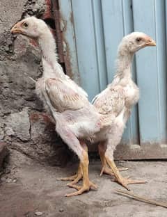 Quality White O Shamo Chicks
