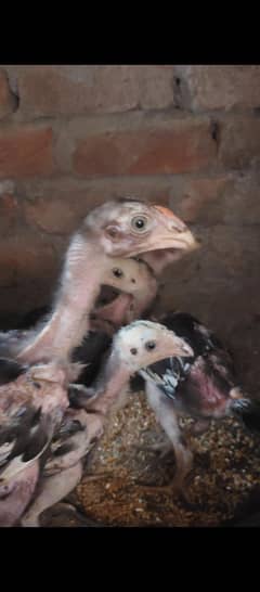 Aseel Pair + Aseel chicks