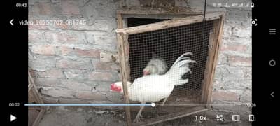 Heera Aseel pair for sale White nok nali White eyes