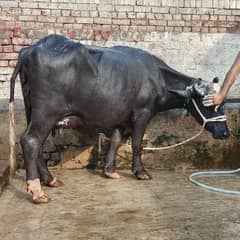 Neeli