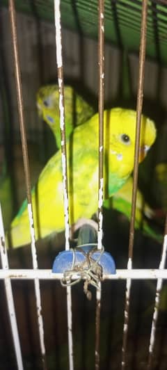 Budgie's unique color's