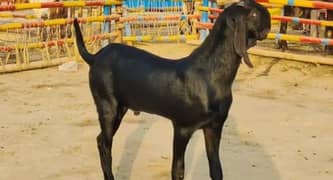 beetle bakra for sale WhatsApp 0324,67,11,890