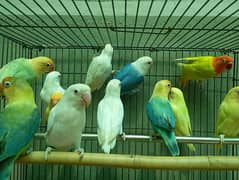 creamino/ albino red eye