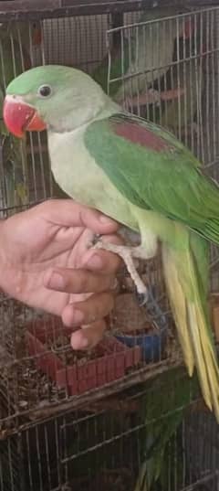 kashmiri raw pahari age 3month self chick hai 1 time feed daita hu