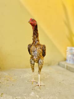 Lakhi Japanese Shamo Female High Quality And Stance Ready For Breed.