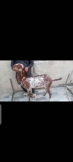 Bakri