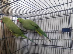 Ringneck parrot