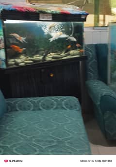 Fish equirium,Fish large equirium. Fish