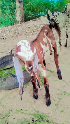do balri ka bachy