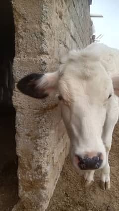7 months calf for sell location Kuchlak price 240000
