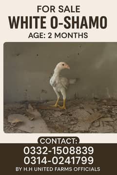 White O-Shamo For Sale