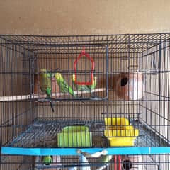 Budgies and Love birds