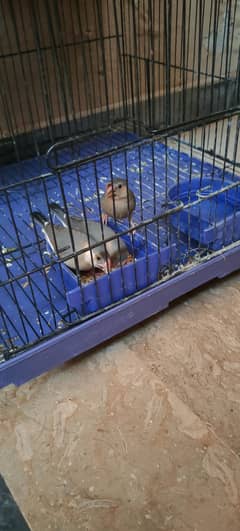 grey Java Finches available for sale