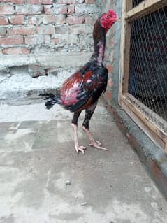 thai