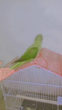 Kashmir khata parrot