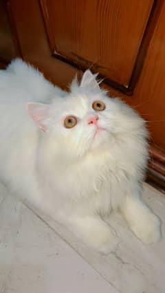 Persian