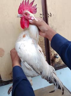 03036068703 Desi murga and margi urgent sale sab ke 5 ke price 5000