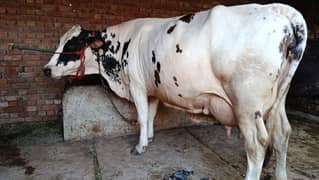 Beautiful Friesian cholistani Cross Big Cow