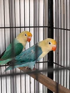 Mix Love Birds For Sale