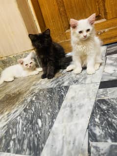 3 persion  babies for sale