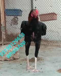 aseel patha
