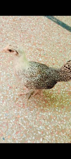 Female hen desi hen for sale