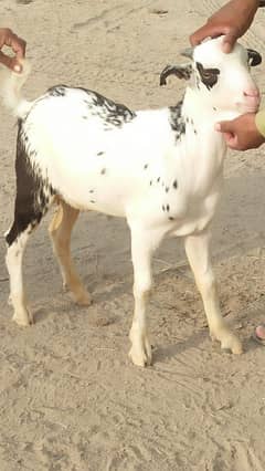 Tedda bakra