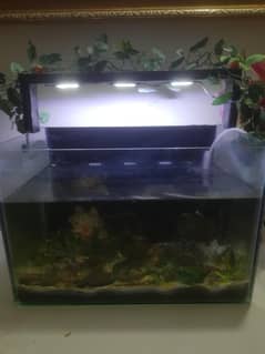fish