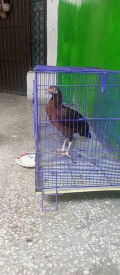 seel murgi or seel mix murga + pinjra