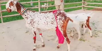 3 bacchon wali makkhi chini Bakri for sale call 0321,,7922,,397