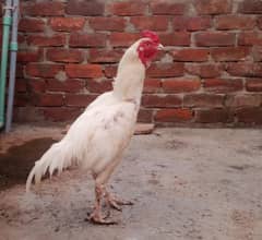 Heera patha for sale