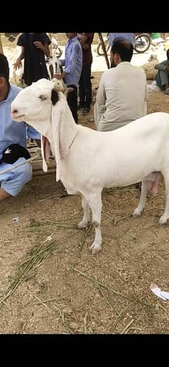 Goats