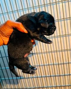 Labrador puppy pedigree microchipped 03014615555