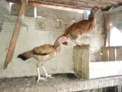 Aseel Home breed for sale