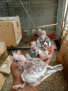 Eno peid cocktail chicks for sale