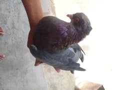 Baloch