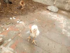 Aseel and desi chicks for sale