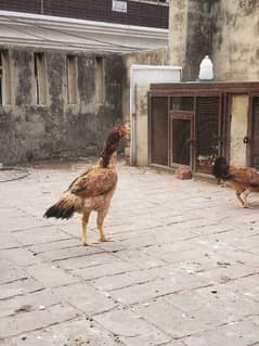 Mianwali peeli aseel hens