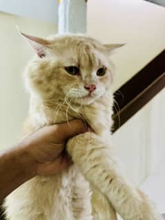 Cat male