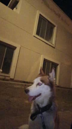 blue eyes Siberian husky